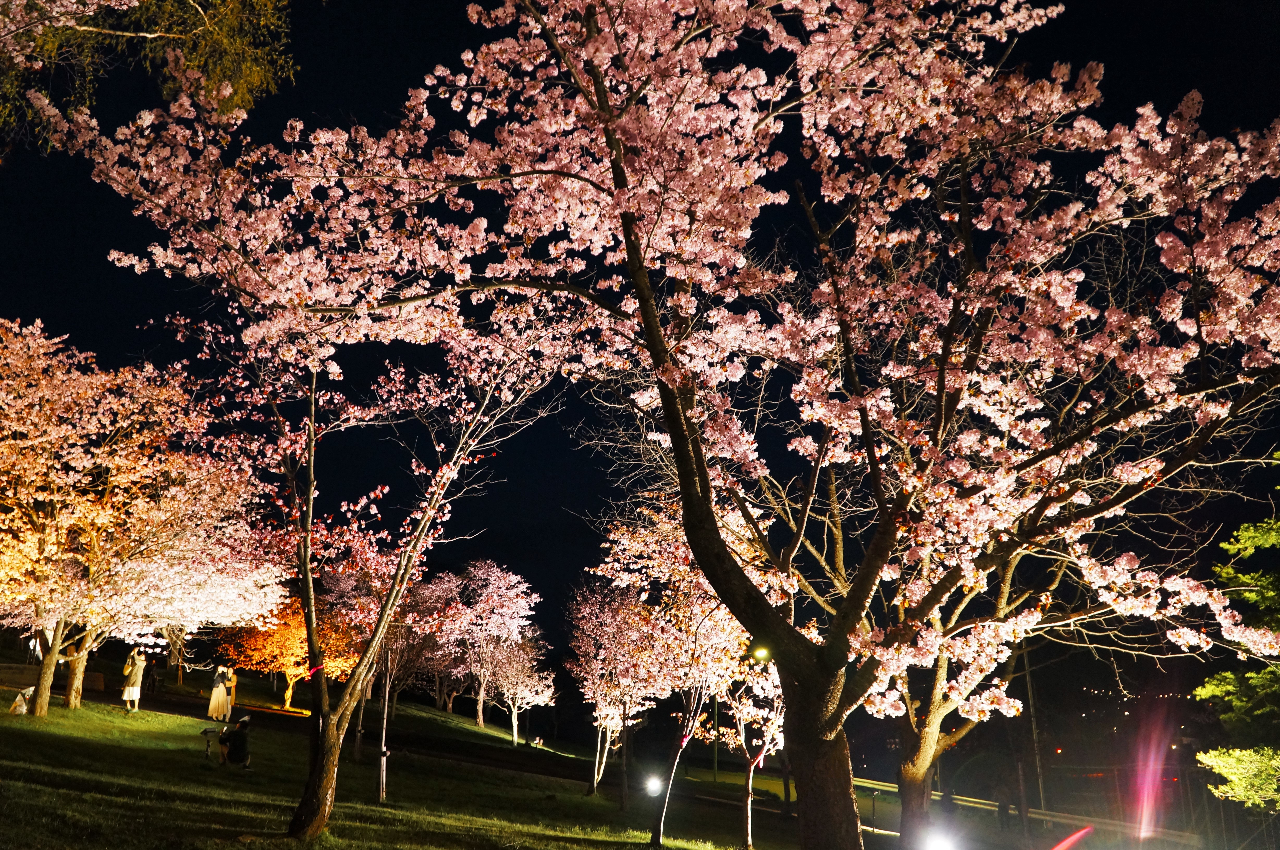 旭ヶ丘公園 夜桜ライトアップ